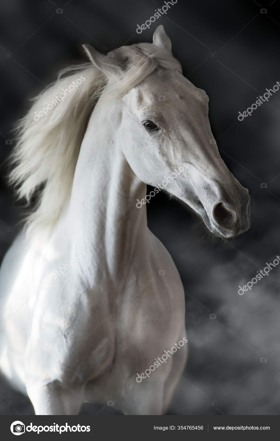 Cavalo Que Olha A Câmera Na Frente Do Fundo Branco Foto Royalty Free,  Gravuras, Imagens e Banco de fotografias. Image 18179506