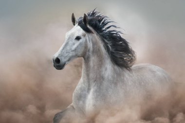 Grey horse in motion on desert dust clipart