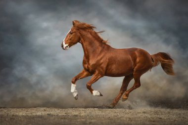 Red stallion with long mane run fast against dramatic sky in dust clipart