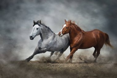 Two horse run free in desert dust  clipart