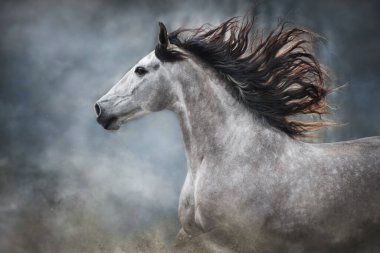White andalusian horse portrait in motion isolated on dark background clipart