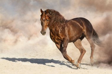 Horse run in desert clipart