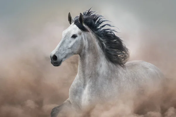 Cavalo Cinzento Movimento Sobre Poeira Deserto — Fotografia de Stock