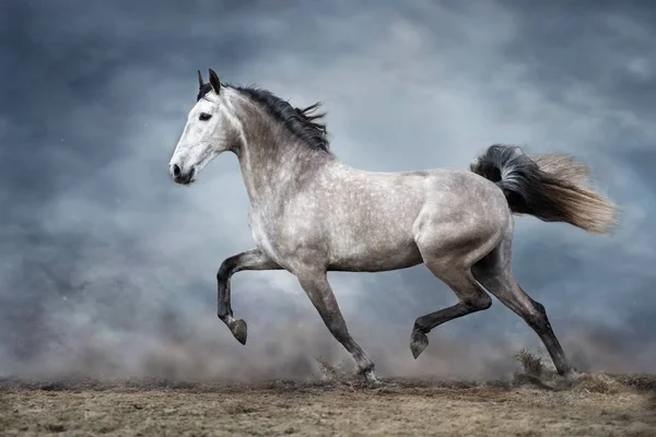 Caballo Gris Correr Campo Arena Contra Cielo Azul Dramático —  Fotos de Stock