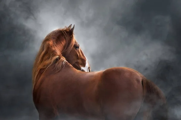 Röd Häst Med Lång Man Mörk Bakgrund — Stockfoto