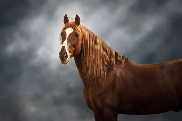 暗い背景に長い男と赤い馬 — ストック写真