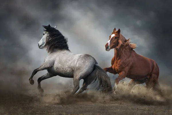 Δύο Άλογα Τρέχουν Ελεύθερα Στη Σκόνη Της Ερήμου — Φωτογραφία Αρχείου