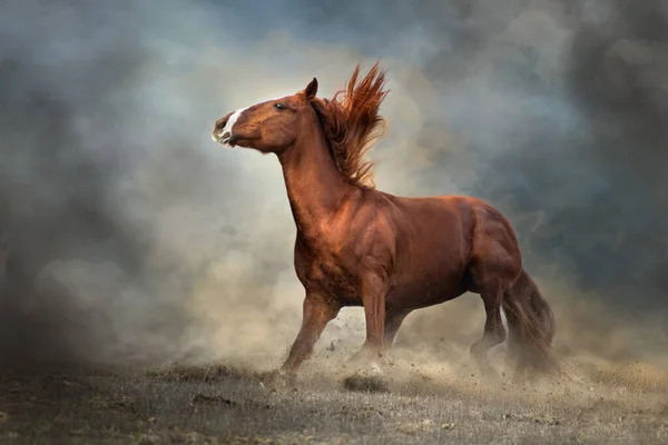 Paard Uitgevoerd Woestijn — Stockfoto