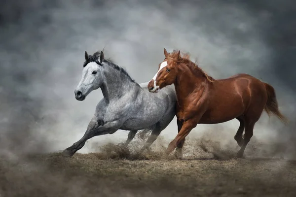 Due Cavalli Corrono Liberi Nella Polvere Del Deserto — Foto Stock