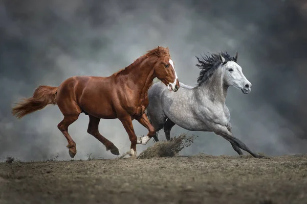 Dos Caballos Corren Libres Polvo Del Desierto —  Fotos de Stock