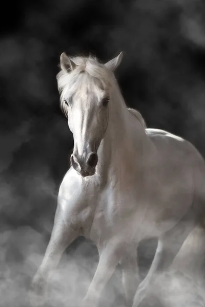Retrato Cavalo Branco Movimento Isolado Preto — Fotografia de Stock