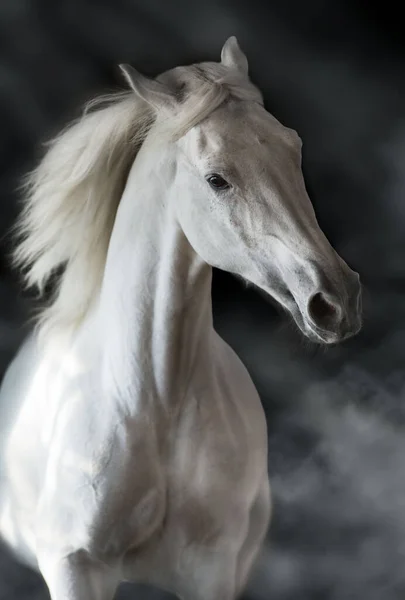 Vit Häst Porträtt Rörelse Isolerad Svart — Stockfoto