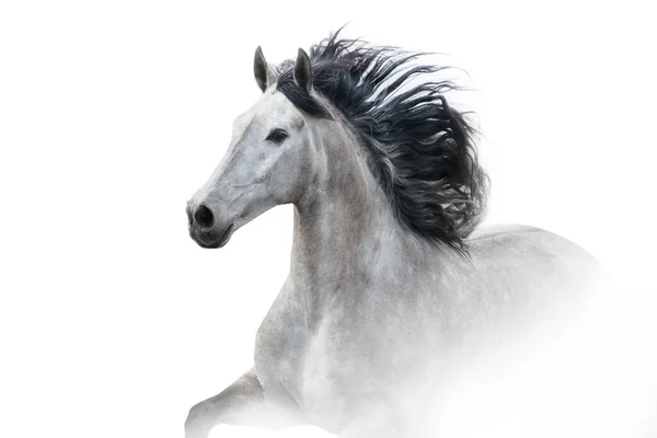 Šedá Koně Dlouhou Hřívou Zblízka Portrét Bílém Pozadí Vysoká Klíč — Stock fotografie