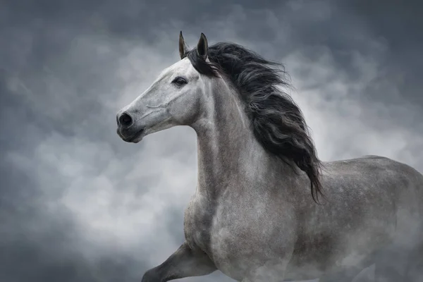 Retrato Cavalo Branco Andaluz Movimento Isolado Sobre Fundo Escuro — Fotografia de Stock