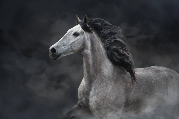 Retrato Cavalo Branco Andaluz Movimento Isolado Sobre Fundo Escuro — Fotografia de Stock