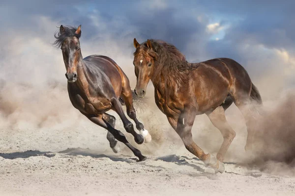 Due Cavalli Corrono Liberi Nella Polvere Del Deserto — Foto Stock