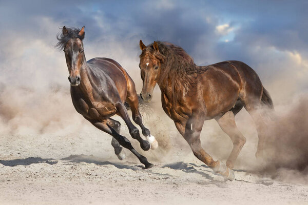 Two horse run free in desert dust 