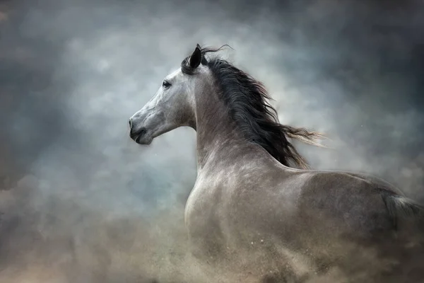 White Andalusian Horse Portrait Motion Isolated Dark Background — Stock Photo, Image