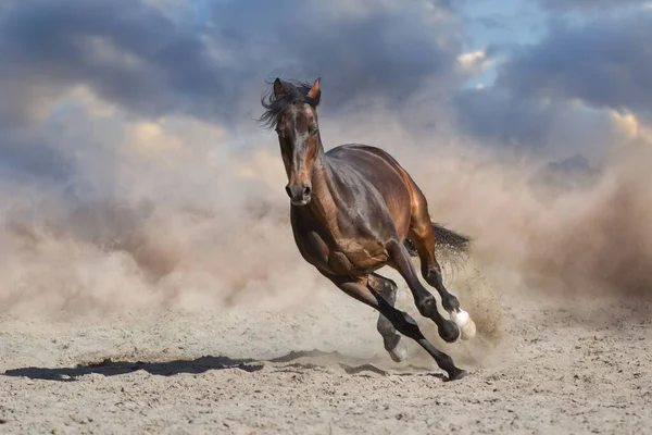 Bay Stallion Long Mane Run Fast Dramatic Sky Dust — Stock Photo, Image
