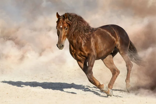 Koně Poušti — Stock fotografie