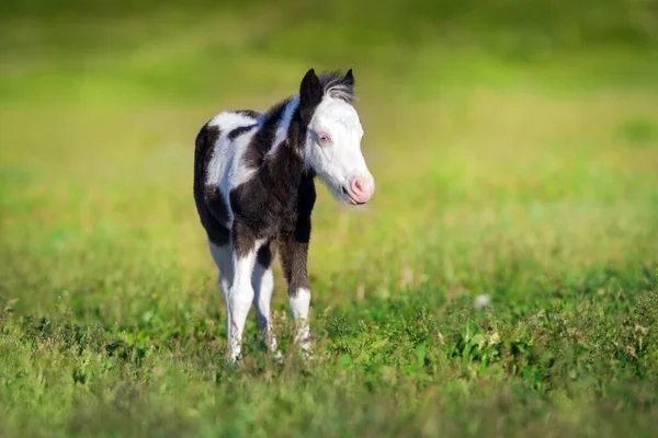 Beautiful Piebald Pony Foal Run Fast Green Pasture — Stock Photo, Image