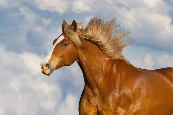 Cavalo Vermelho Com Longo Retrato Crina Contra Céu Azul — Fotografia de Stock