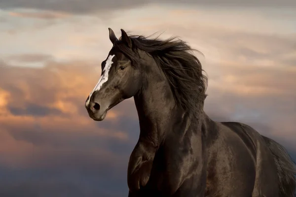 Czarny Portret Konia Tle Błękitnego Nieba — Zdjęcie stockowe