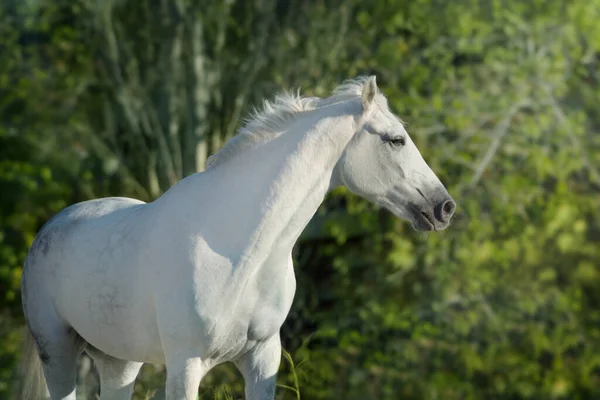 Retrato Cavalo Branco Livre Contra Fundo Verde — Fotografia de Stock