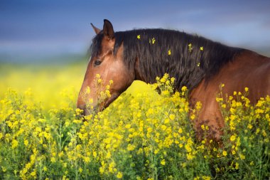 Tecavüz alanında uzun yele ile Bay at 