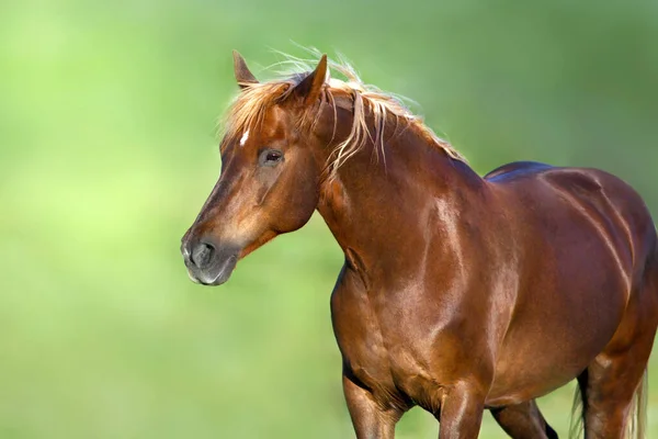 Retrato Cavalo Vermelho Fundo Verde — Fotografia de Stock