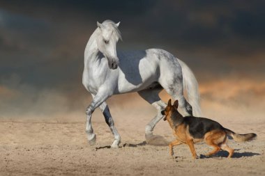 Güzel beyaz at uzun yeleli koş ve çöl tozunda köpekle oyna