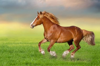 Kırmızı at dört nala koşar yeşil çayırda