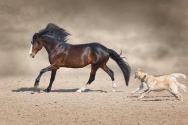 Uzun yele koşmak ve çöl tozu köpek ile oynamak ile güzel defne atı