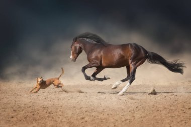 Uzun yele koşmak ve çöl tozu köpek ile oynamak ile güzel defne atı
