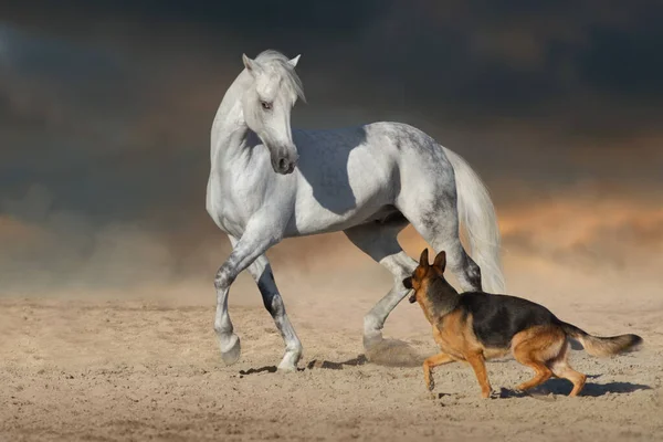 Όμορφο Λευκό Άλογο Μακριά Χαίτη Τρέχει Και Παίξετε Σκυλί Στην — Φωτογραφία Αρχείου