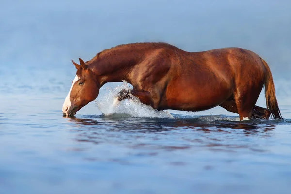 Red Stallion Run Sea Water — Stock Photo, Image