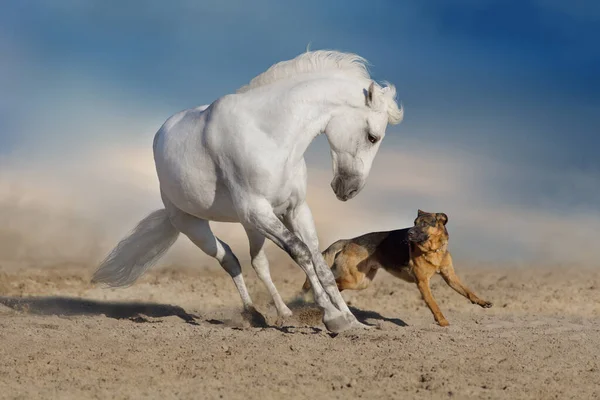 美丽的白马长发跑着 与狗在沙漠的尘土中玩耍 — 图库照片