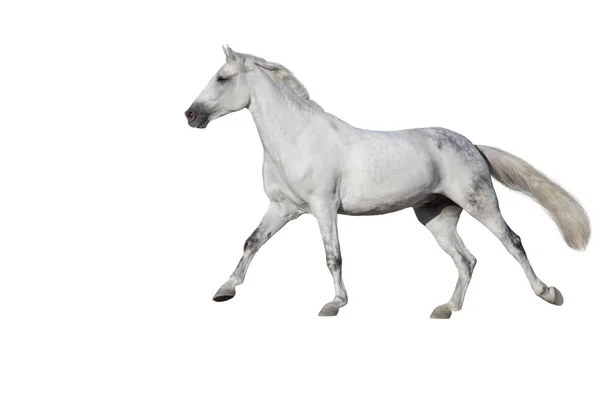 Galope Corrida Cavalo Branco Isolado Fundo Branco — Fotografia de Stock