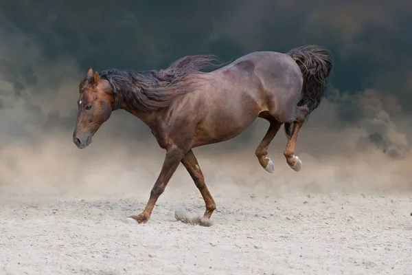 长毛的红种马在尘土飞扬的天空中疾驰而过 — 图库照片