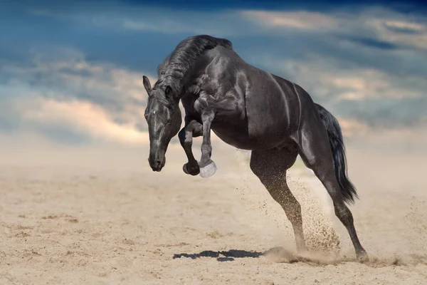 Черный Жеребец Бежит Пыли Пустыни Голубом Фоне — стоковое фото