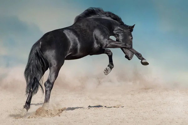 Garanhão Preto Executado Poeira Deserto Contra Fundo Azul — Fotografia de Stock