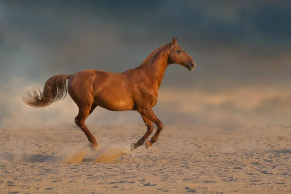 Röd Hingst Med Lång Man Springer Snabbt Mot Dramatisk Himmel — Stockfoto