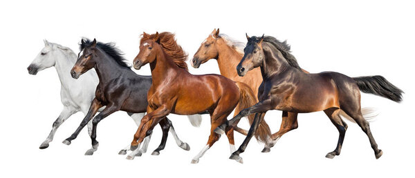 Horse herd fast run isolated