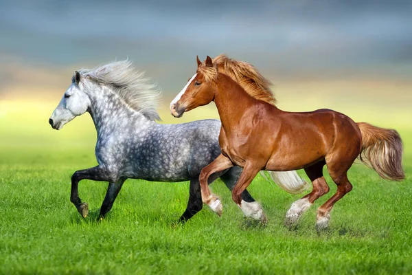 Galop Chevaux Gris Rouge Sur Prairie Verte Printanière — Photo