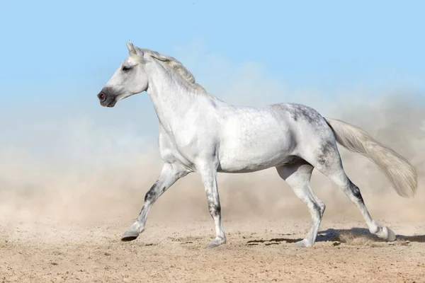Cavalo Branco Galope Corrida Livre Poeira Arenosa — Fotografia de Stock