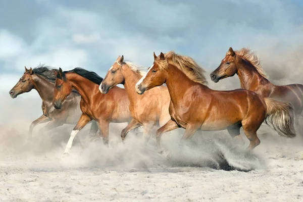 Horse Herd Galloping Sandy Dust Sky — Stock Photo, Image