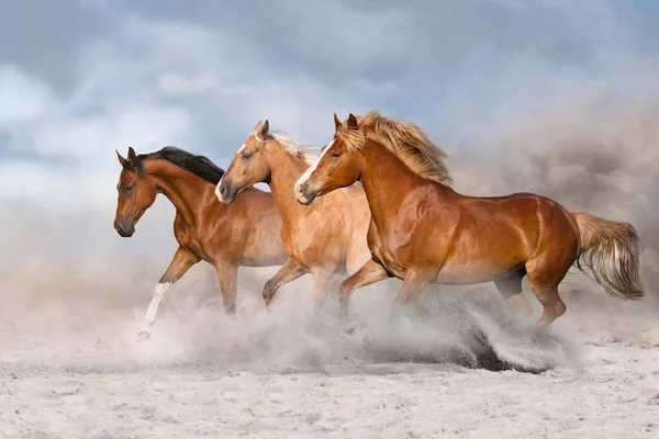 Pferdeherde Galoppiert Auf Sandigem Staub Gegen Himmel — Stockfoto
