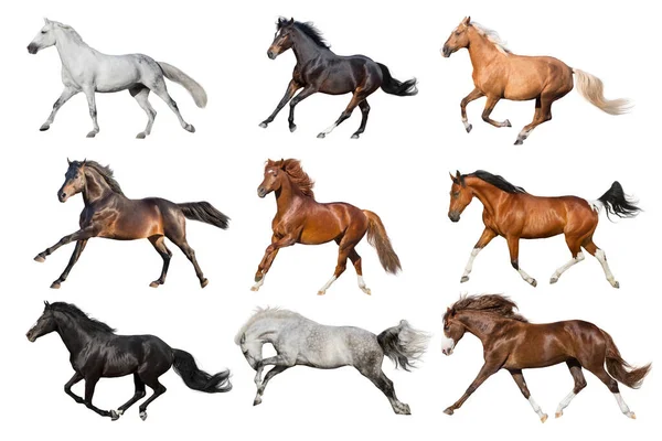 Horses Collague Fast Run Isolated — Stock Photo, Image