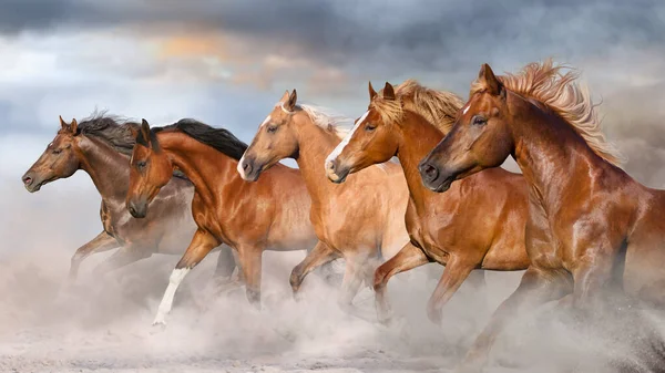 Troupeau Chevaux Galopant Sur Poussière Sablonneuse Contre Ciel — Photo