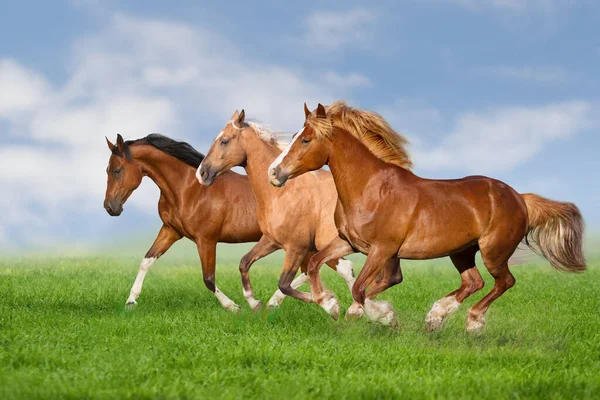 馬の群れは春の緑の牧草地でギャロップを実行 — ストック写真